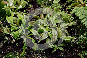The most famous of the carnivorous plants is dionea flytrap Dionaea muscipula or Venus flytrap