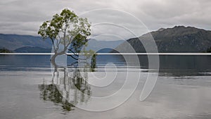 The most famous New Zealand tree - Wanaka Tree - in a cloudy day