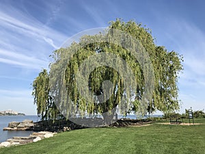 The most famous tree in Cleveland: Edgewater Park in Cleveland, Ohio