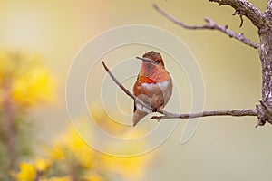 Hummingbird resting on a branch photo