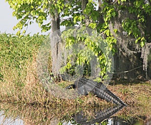 This most interesting Alligator reflection photo looks so real!