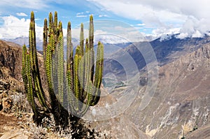 The most interesting places of South America, Colca canyon in Peru