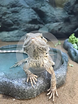 The Most Photogenic Bearded Dragon Ever!