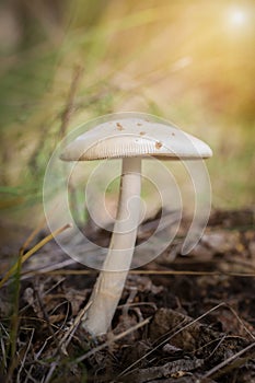 The most poisonous mushroom Amanita phalloides in the forest close-up