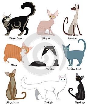 Most Popular Cat Breeds