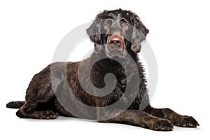 the most popular dog breeds worldwide in no particular order, Isolate on white background.