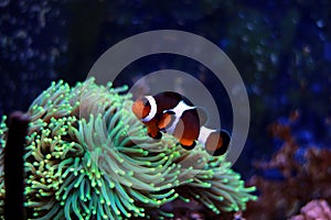 Most popular fish are more and more interesting to have and enjoy in them in our aquariums