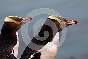 Most precious penguin living, Yellow-eyed penguin, Megadyptes antipodes, New Zealand