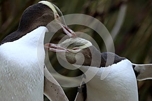 Most precious penguin living, Yellow-eyed penguin, Megadyptes antipodes, New Zealand