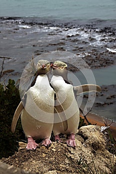 Most precious penguin living, Yellow-eyed penguin, Megadyptes antipodes, New Zealand