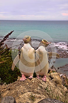 Most precious penguin living, Yellow-eyed penguin, Megadyptes antipodes, New Zealand