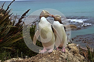 Most precious penguin living, Yellow-eyed penguin, Megadyptes antipodes, New Zealand