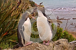 Most precious penguin living, Yellow-eyed penguin, Megadyptes antipodes, New Zealand