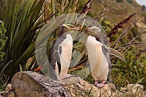 Most precious penguin living, Yellow-eyed penguin, Megadyptes antipodes, New Zealand