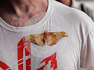 Most Saturniidae butterfly sits on a T-shirt (Sumatra, Indonesia