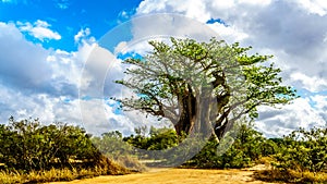 The most southern Baobab Tree under partly blue sky in spring time in Kruger National Park