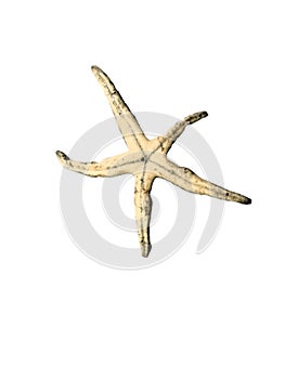 Star fish isolated on white background