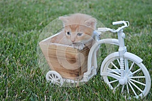 The most sweet Cat baby playing on a bicicle photo