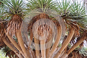 MOST UNIQUE MULTIPLE TOP PALM TREE photo