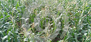 Most is used for corn ethanol, animal feed and other maize products, such as corn starch and corn syrup In India