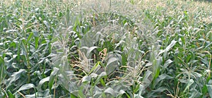 Most is used for corn ethanol, animal feed and other maize products, such as corn starch and corn syrup In India