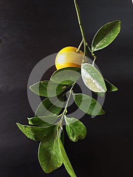 Citrus lime,Calamondin oranges, lemons and limes, excellent houseplants