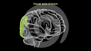 Visual area of human brain