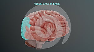 Visual area of human brain photo