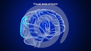 Visual area of human brain