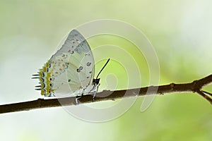 most wanted beautiful white butterfly with orange diamond spots perching tree branch over fine  blur green background, Jewelled