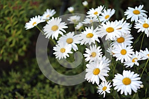 The most widespread flower in any garden - a camomile.