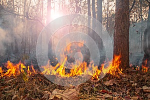 Most wildfires start small area and burn the dry grass and leaves on ground in tropical forest