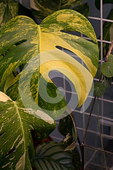 Mostera leaves with yellow and white variegation.