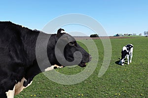 Mostly black Holstein heifer with mouth open and baby playing nearby