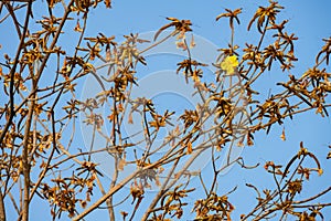 Mostly faded Guayacan or Handroanthus chrysanthus or Golden Bell Tree with one blooming flower