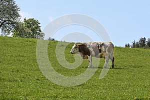 Mostviertel First Exkursion to the pasture