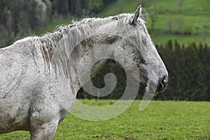 Mostviertel horses in the meadow