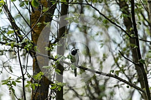 Motacilla alba