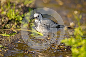 Motacilla alba Alveola Branca close-up portrait near a puddle.