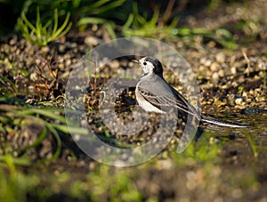 Motacilla alba Alveola Branca close-up portrait near a puddle.