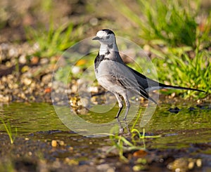 Motacilla alba Alveola Branca close-up portrait near a puddle.