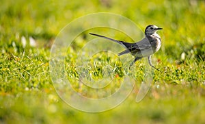 Motacilla alba Alveola Branca looking for food in a grass field.