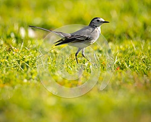 Motacilla alba Alveola Branca looking for food in a grass field.