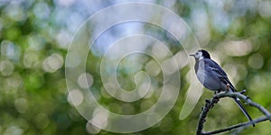 Motacilla alba. Small bird. Wagtail perched on a branch