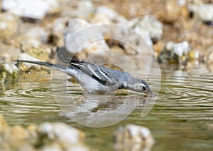 The Motacilla bird has flown to a watering hole, a rocky riverbank and greedily drinks water on a hot summer day