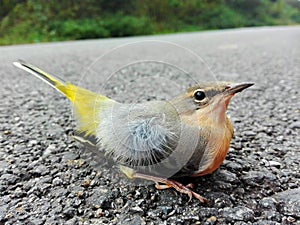 Motacilla cinerea, grey wagtail