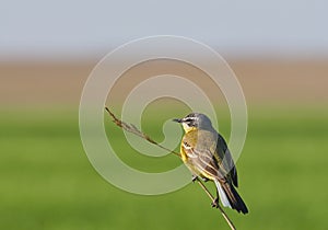 Motacilla flava or western yellow wagtail sitting on a tree branch.