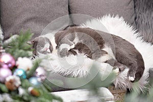 Gray cat sleeping near christmas decoration photo