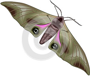 Moth