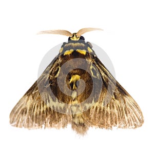 Moth